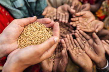 РФ готова бесплатно поставить бедным странам до 500 тыс. тонн зерна